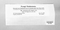 Uromyces junci image
